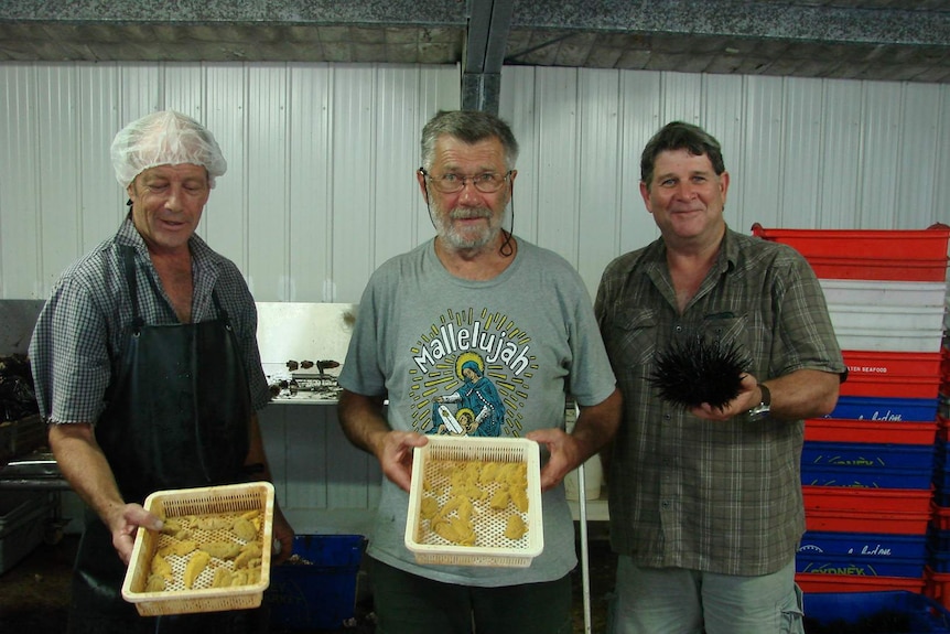 Andrew Curtis (left) and Keith Brown (right) of South Coast Sea Urchins with abalone diver John Smyth (centre)