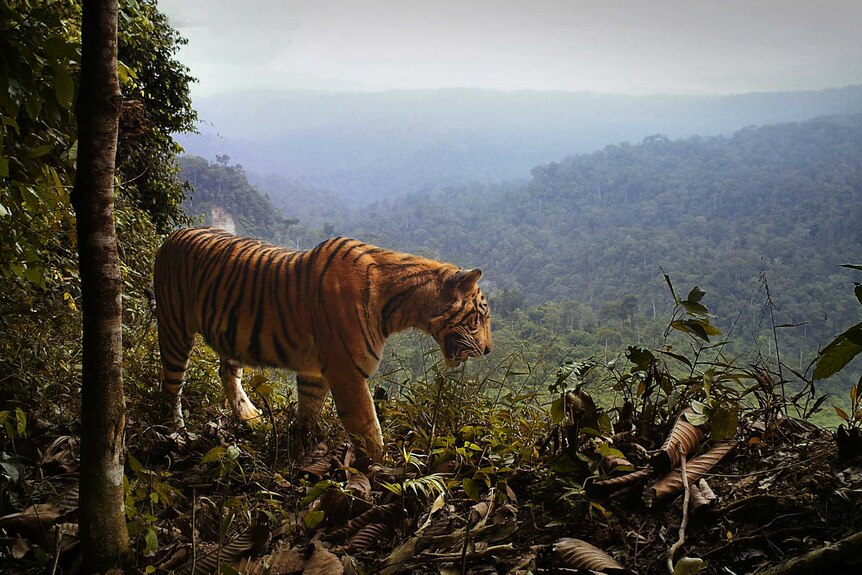 A tiger surrounded by jungle.