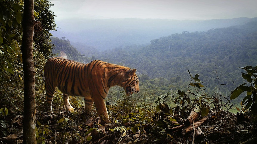 A Sumatran tiger looks out over its territory