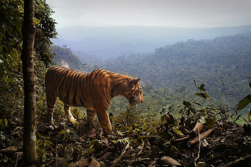 A tiger looks down on jungle from a high ridge