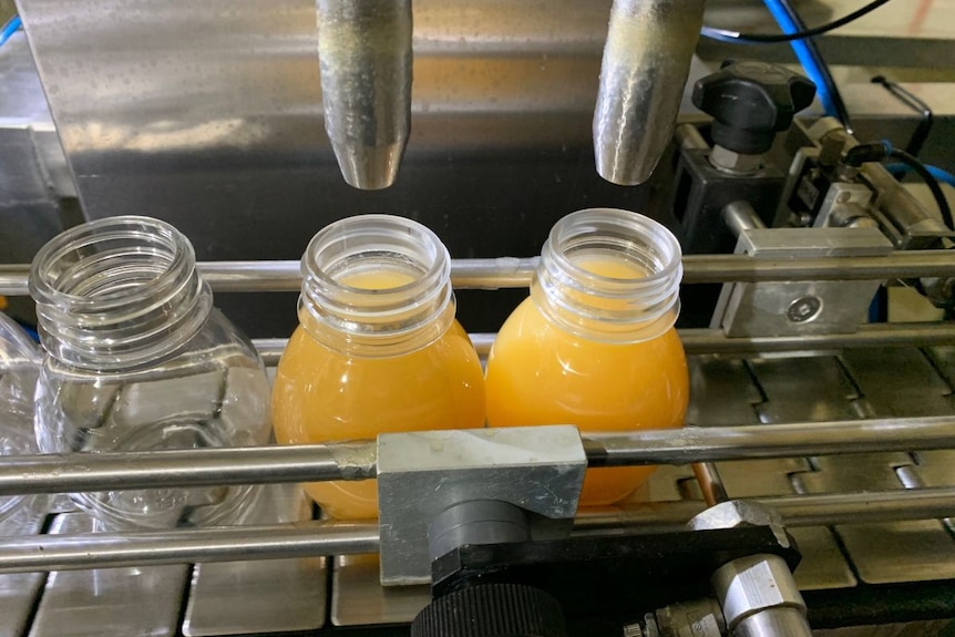 Glass bottles of orange liquid pass through a machine.