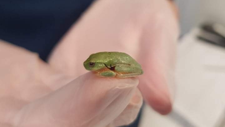 A bright green graceful tree frog sits atop a woman's gloved fingertip. 