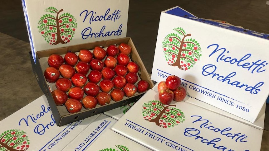 A box of apples grown at an Nicoletti Orchards in Stanthorpe