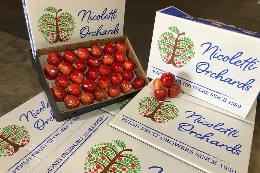 A box of apples grown at an Nicoletti Orchards in Stanthorpe