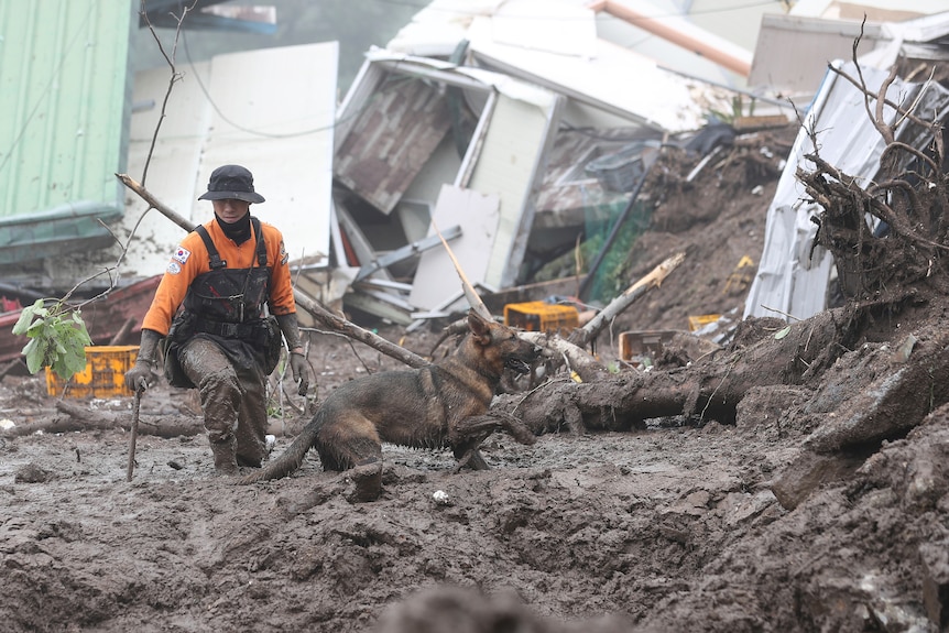 Un salvator cu un câine trecând prin noroiul până la genunchi în timp ce caută oameni la locul unei alunecări de teren.