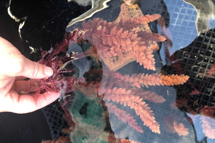 Seaweed is held underwater by someone's hand.