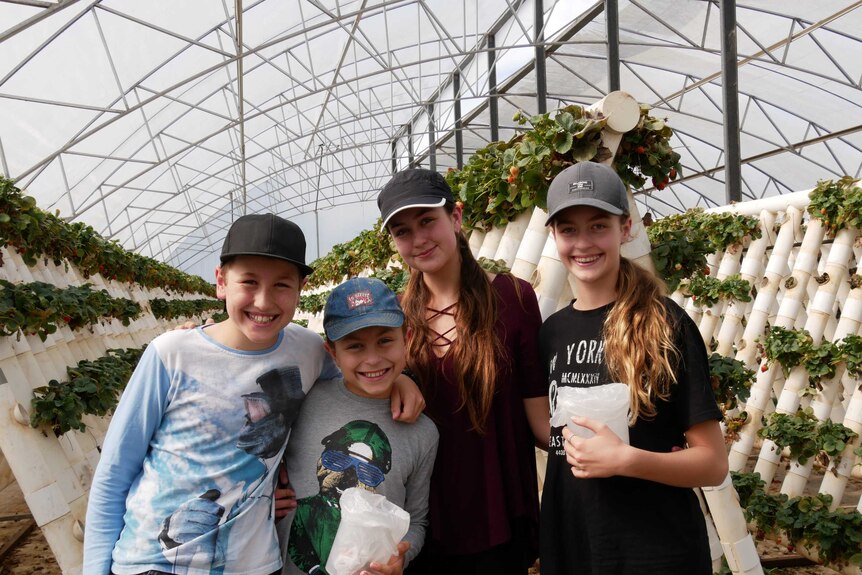 Four young siblings standing together, all wearing hats and summer clothes standing in a strawberry farm.