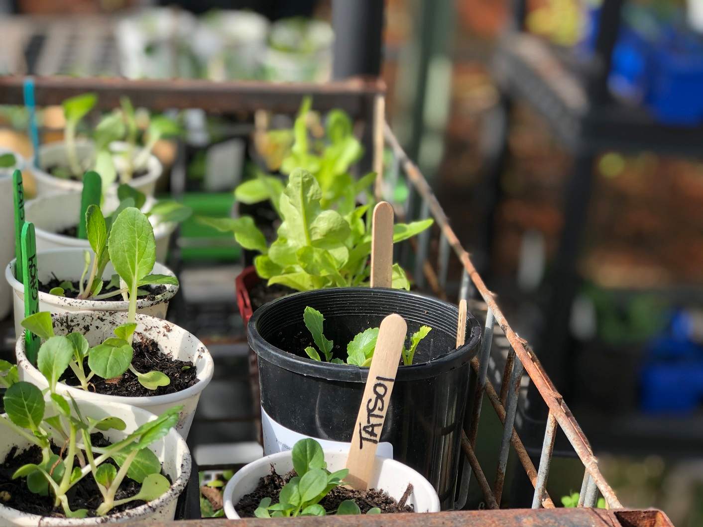 Vegetable seedlings in pots in a green house.
