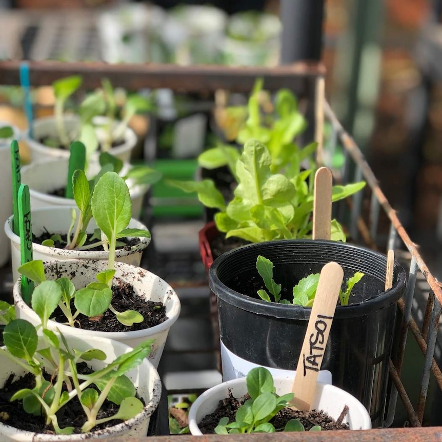 Vegetable seedlings in pots in a green house.