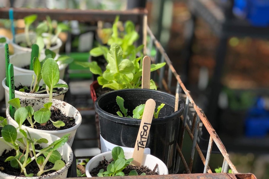 Vegetable seedlings in pots in a green house.