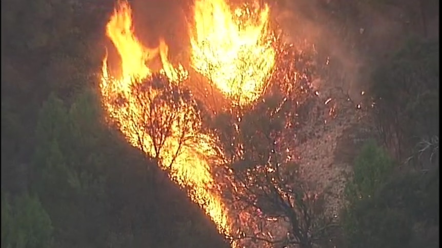A fire burning through trees on a steep hill