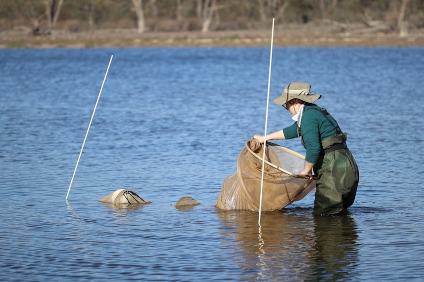 A woman checking a large fishing net in a river, while wearing a hat and green waders. 