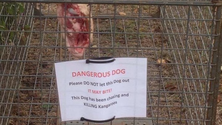 An empty dog cage with red meat as bait and a message written on the cage advising people to not let out a dog if one is caught