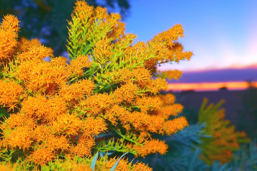 A bright orange branch against a sunset dusk sky.