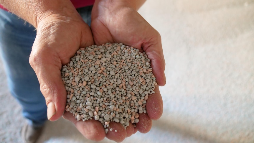 A woman's cupped hands, full of fertiliser.