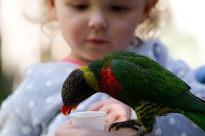 The dangers of bird feeding for wild birds ABC listen