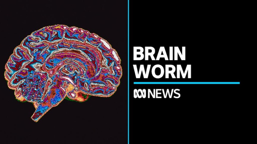 brain worms