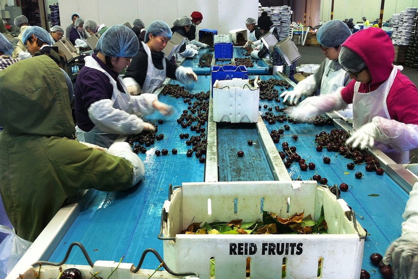 Reid Fruits, Huonville. Cherries for China