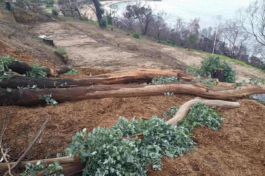 Trees chopped down at Wye River