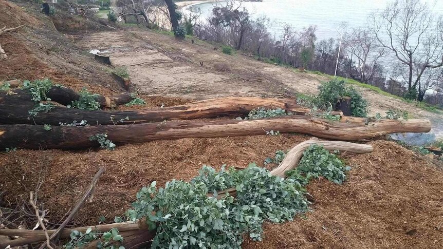 Trees chopped down at Wye River