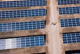 People walk through a field of solar panels.