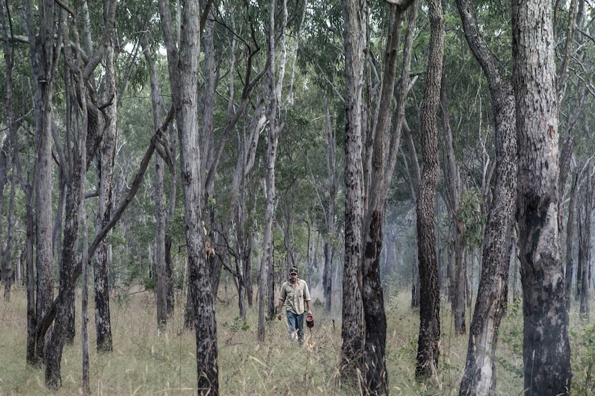 A ranger walks through trees setting grass alight.