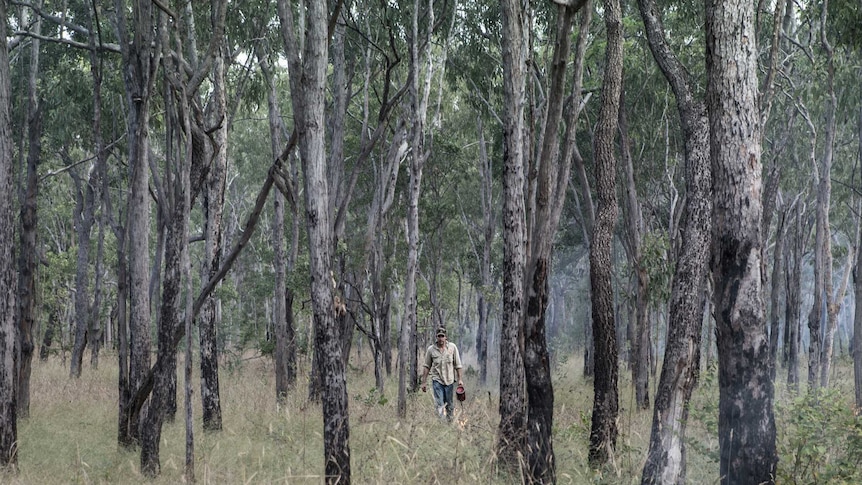 A ranger walks through trees setting grass alight.