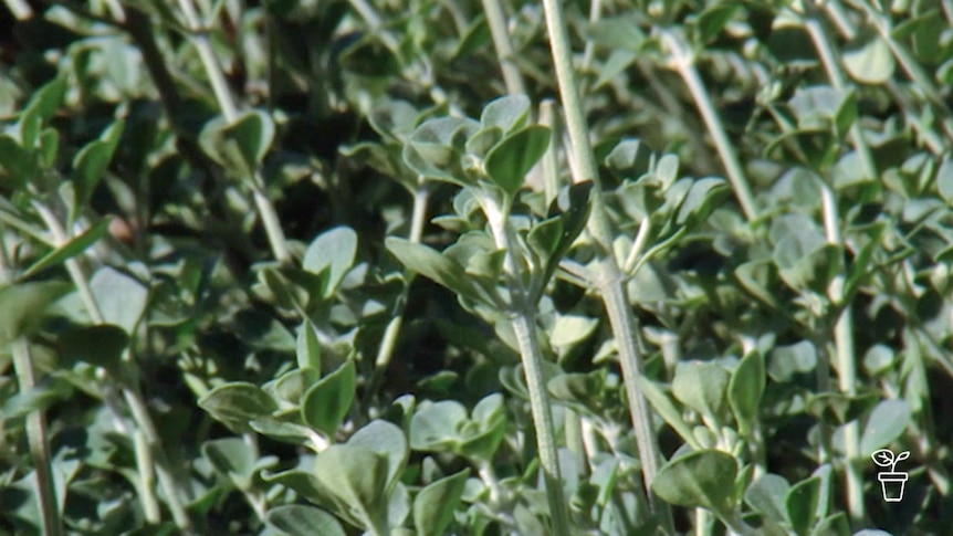 Close up image of small-leafed plant