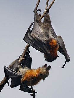 Town warned of virus danger in bat invasion.