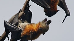 Flying foxes at the Royal Botanic Gardens in Sydney