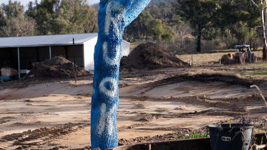 A dead tree is painted a vibrant blue with white letters that read R U OK