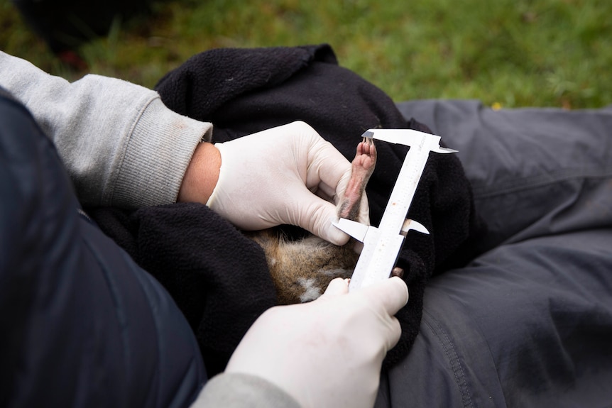 Gloved hands use a measuring tool to analyse a marsupial foot