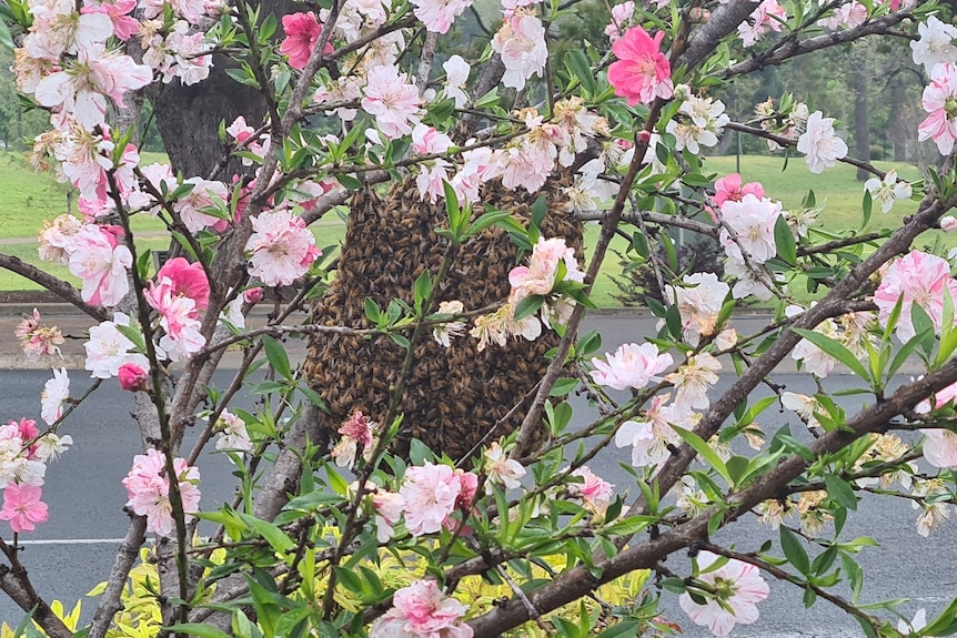 bee swarm in flower tree