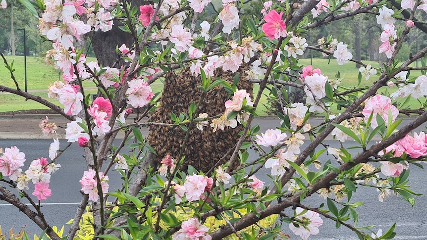 bee swarm in flower tree