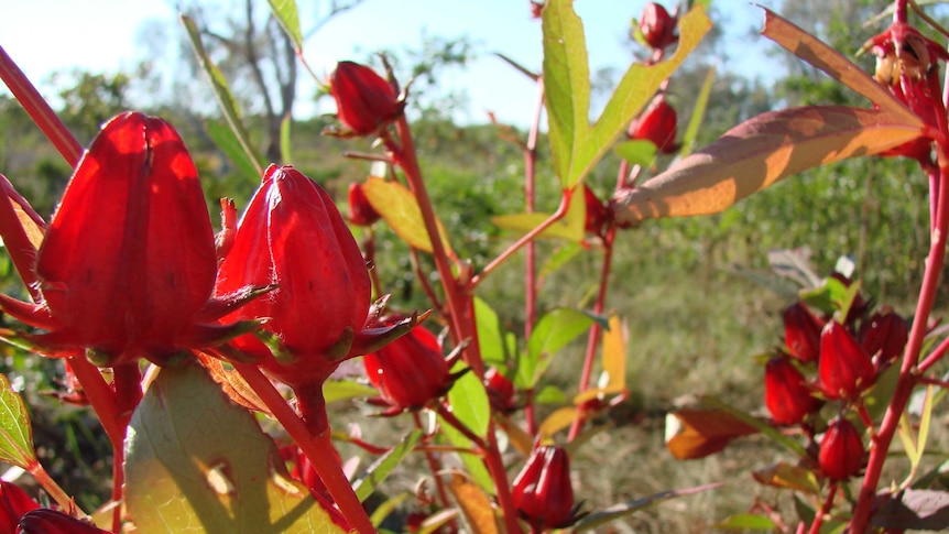 Rosella plant