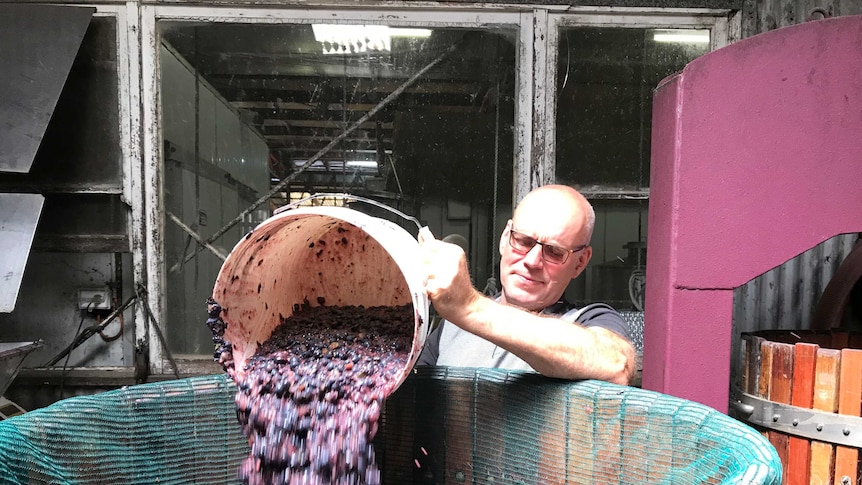 Crushed blueberry for wine