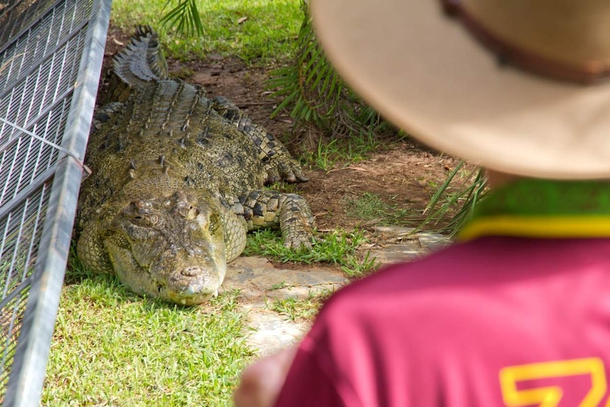 Macca, a four-metre crocodile at Snakes Downunder Reptile Park at Childers in Queensland