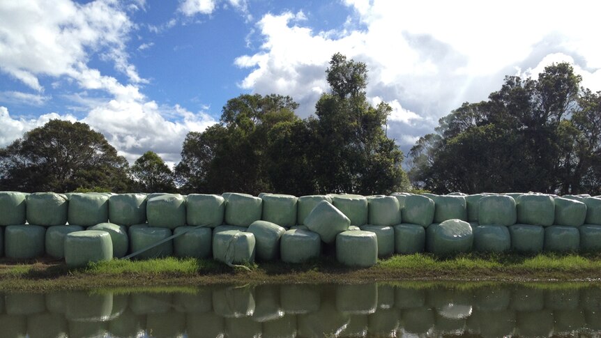 More than 50 bales of silage bales wrapped in green plastic sit stacked behind a pool of water.