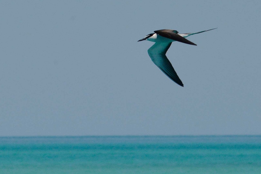 Bird in flight. Wings and tail are long, has dark grey upperparts, white underparts & white forehead and eyebrows