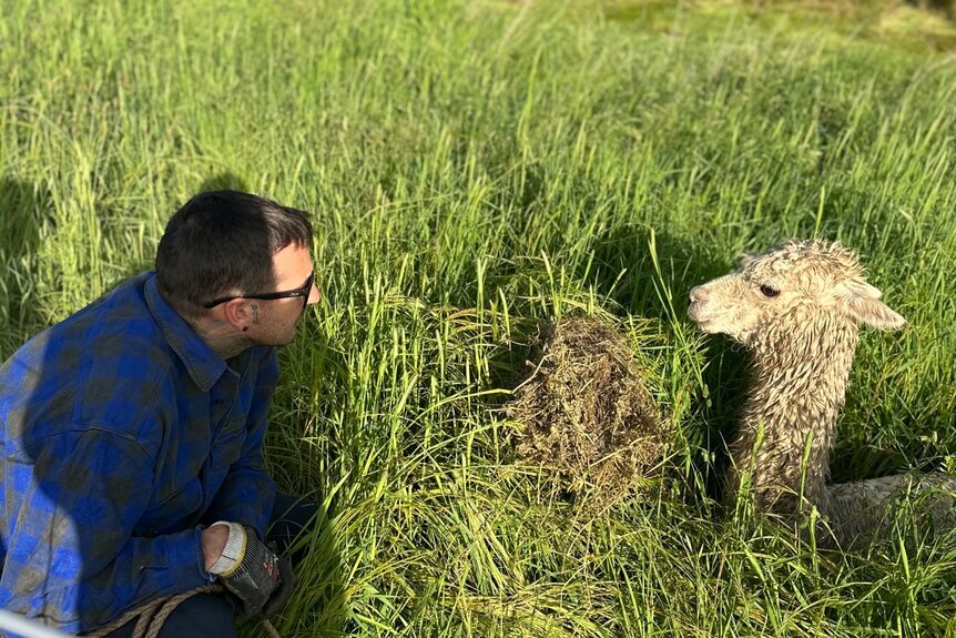 A man stares at a wet alpaca