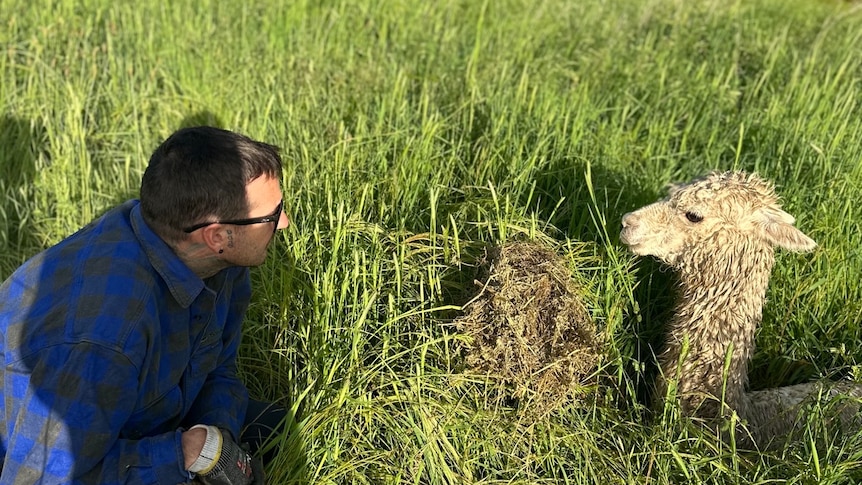 A man stares at a wet alpaca