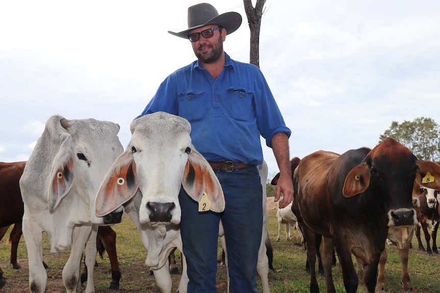 Darren Mules stands in a blue shirt beside two white cows.