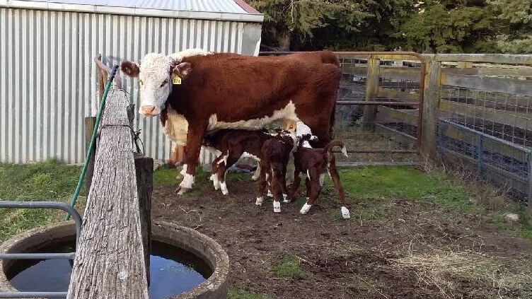 A cow stands in a cattle pen with four calves at her feet