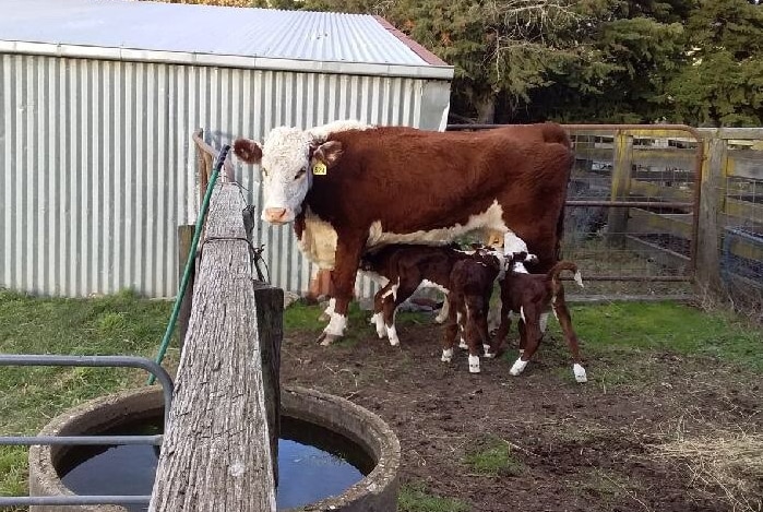 A cow stands in a cattle pen with four calves at her feet