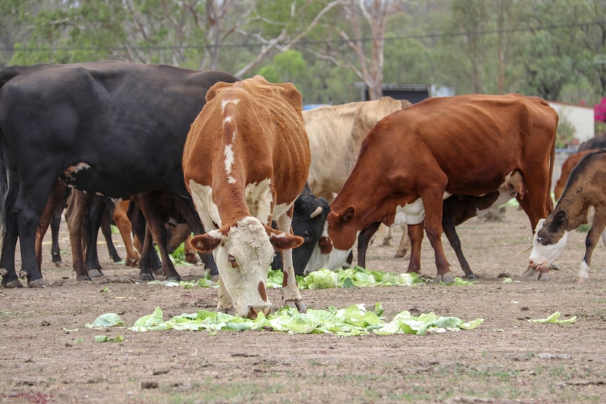 Cattle eat lettuce off the ground in a drought affected paddock in the Lockyer Valley, January 2020.
