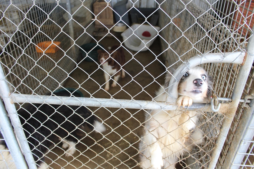 Australian shepherd dogs behind a cage with one dog looing through a hole in the fence.