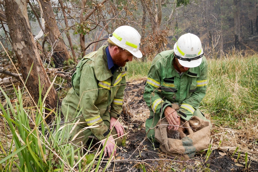 Two Victorian environment department staff wearing green fire uniforms and hard hats check a koala in some burnt bush