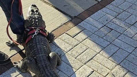 an alligator standing by a man's leg with a leash around its neck