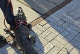 an alligator standing by a man's leg with a leash around its neck