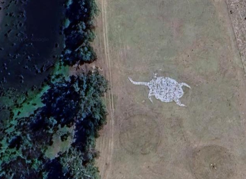 Una gran forma de tortuga plantada en el prado.